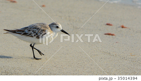 A sanderling (calidris alba) on the beach, Florida A sanderling (calidris alba) on the beach, Florida 35014394