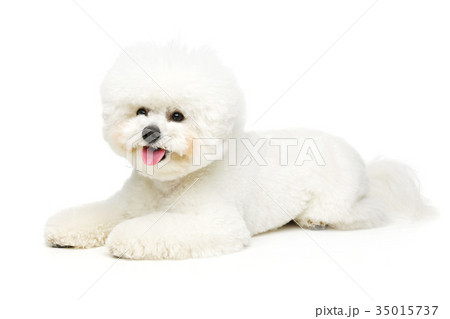 beautiful bichon frisee dog beautiful bichon frisee dog 35015737