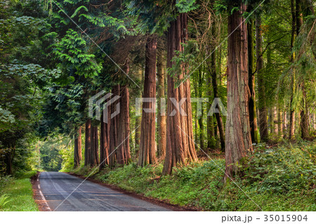 Sequoia wood at lake Vyrnwy in Wales 35015904