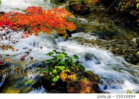 滝見橋から阿寒川の紅葉 (釧路市阿寒町) 滝見橋から阿寒川の紅葉 (釧路市阿寒町) 35016894
