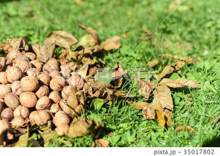 Pile of walnuts on the green and dry leaves, set Pile of walnuts on the green and dry leaves, set 35017802