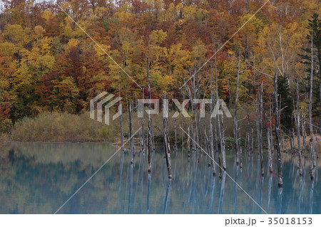 青い池　紅葉 35018153