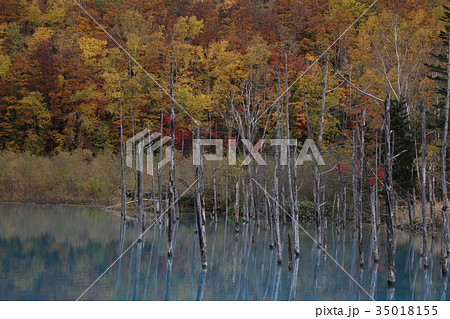 青い池 紅葉 青い池 紅葉 35018155