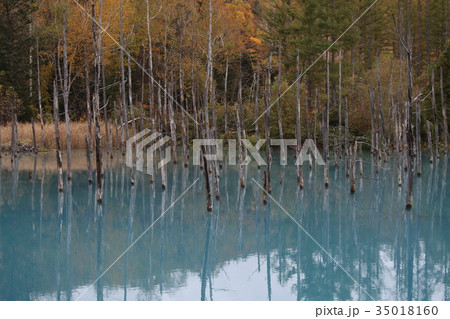 青い池 紅葉 青い池 紅葉 35018160