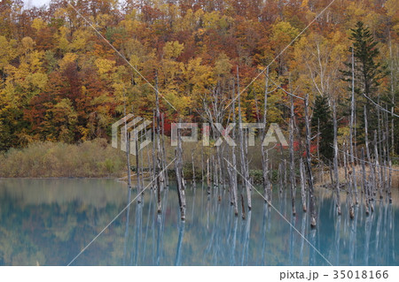 青い池 紅葉 青い池 紅葉 35018166