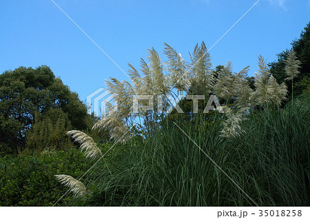 パンパスグラス 35018258