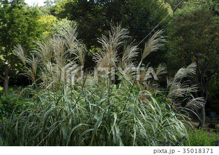 ススキ ススキ 35018371