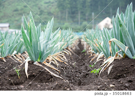 下仁田ネギ 下仁田ネギ 35018663