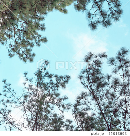 pine tree with sky background. pine tree with sky background. 35018698