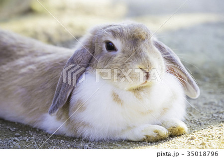 耳が垂れた可愛いウサギの写真素材