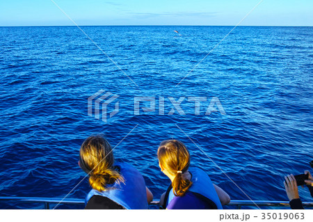 ハワイ　オアフ島西海岸のイルカツアー 35019063