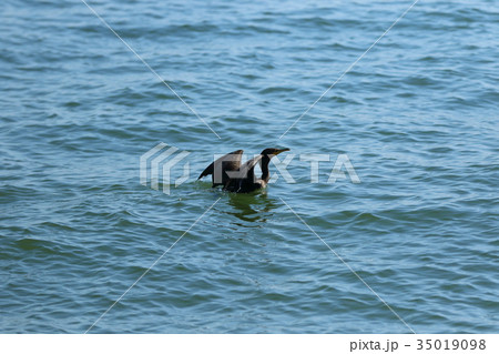 鵜　カツオドリ 35019098
