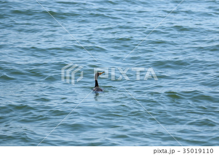 鵜 カツオドリ 鵜 カツオドリ 35019110
