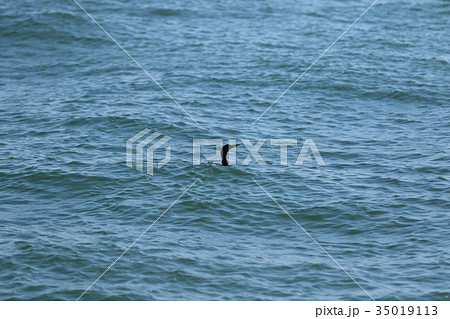 鵜 カツオドリ 鵜 カツオドリ 35019113