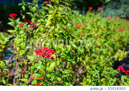 木の葉 葉 草の葉 35019303