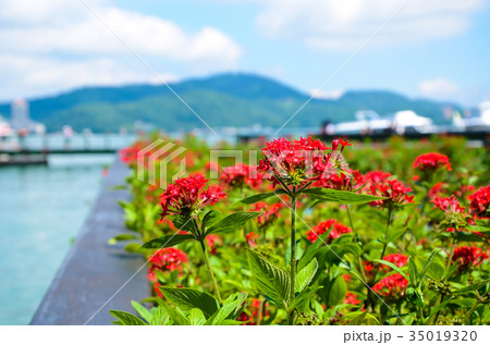 木の葉 葉 草の葉 35019320