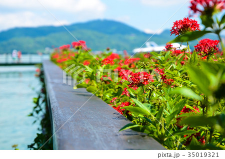 木の葉 葉 草の葉 35019321