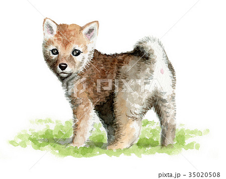 水彩で描いた茶柴の子犬のイラスト素材