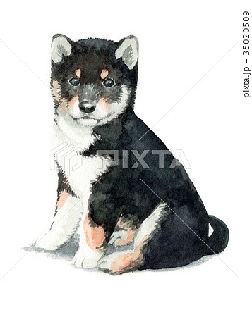 水彩で描いた黒柴の子犬のイラスト素材
