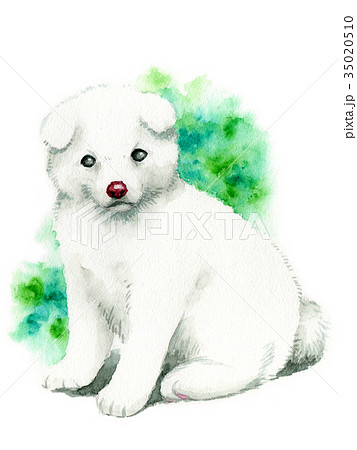 水彩で描いた白いモコモコの子犬のイラスト素材