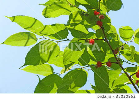 楮　こうぞ　木 35020863