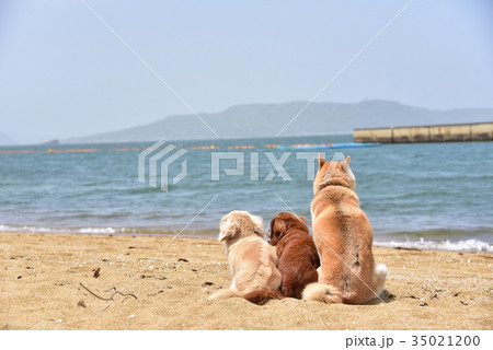 犬と海の写真素材