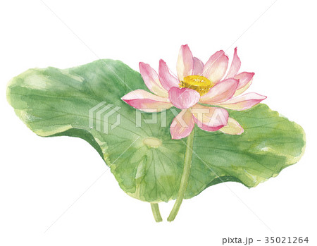 蓮 ロータス 蓮 ロータス 35021264