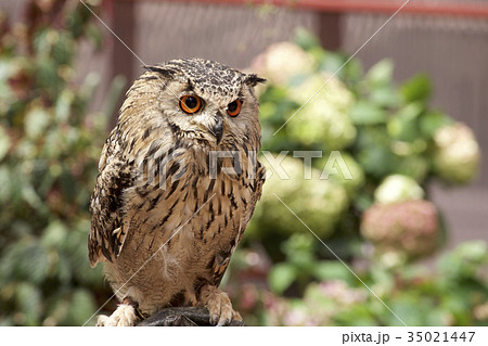 キタアフリカワシミミズク 35021447