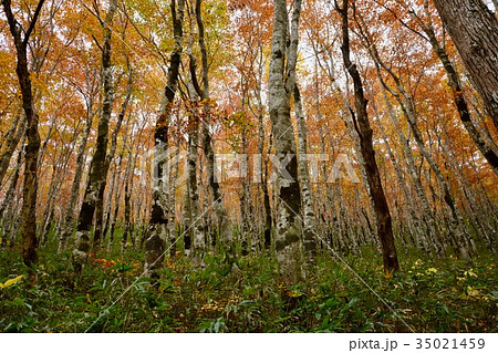 柴倉山のブナ林紅葉 柴倉山のブナ林紅葉 35021459