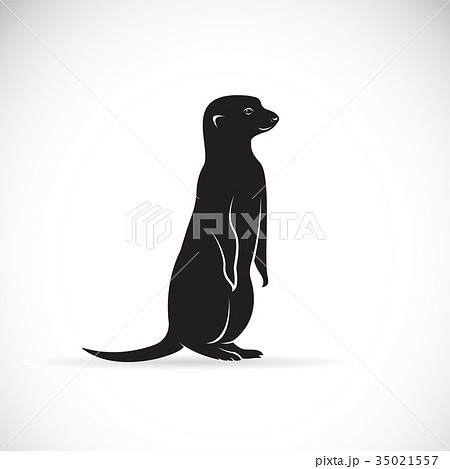 Vector of meerkats design on white background. 35021557