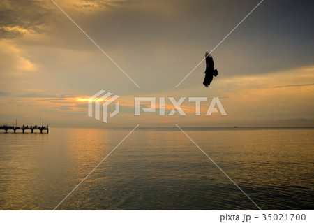 Eagle flying with freedom and pride over the sea Eagle flying with freedom and pride over the sea 35021700