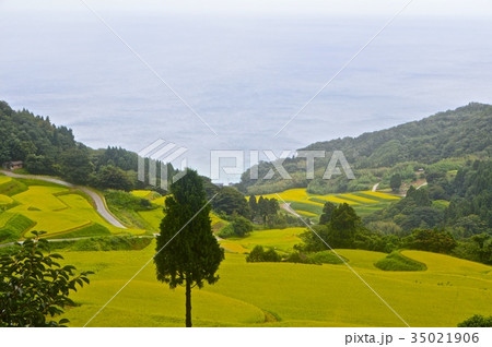 岩首昇竜棚田（新潟県佐渡市岩首地区） 35021906