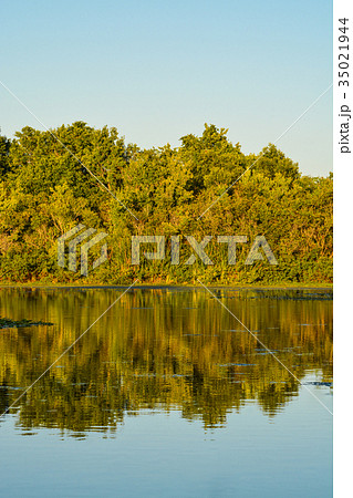 Beautiful day to see the reflection of the trees 35021944