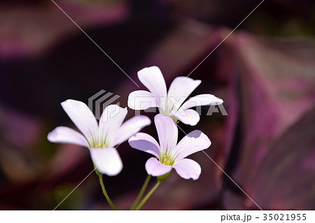 オキザリス・レグネリー 35021955