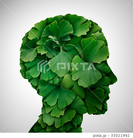 Ginkgo Biloba leaf Head 35021992