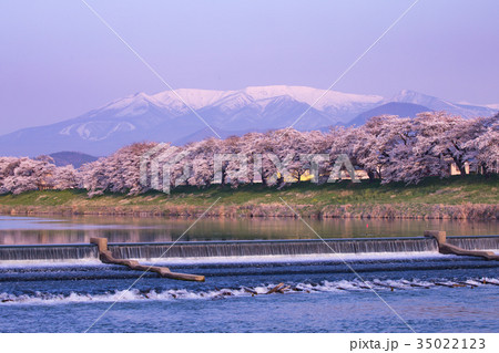 韮神堰、大河原町、一目千本桜、白石川 35022123