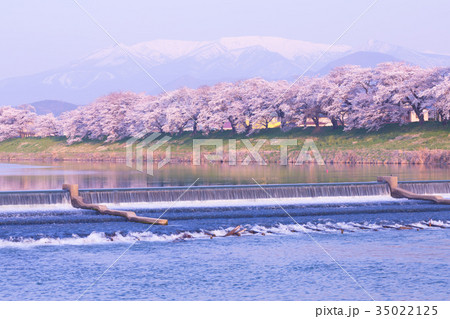 韮神堰、大河原町、一目千本桜、白石川 35022125