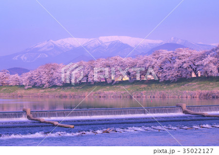 韮神堰、大河原町、一目千本桜、白石川 35022127