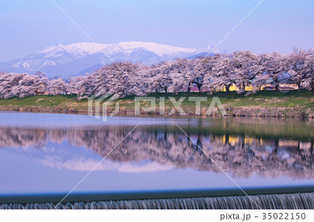 韮神堰、大河原町、一目千本桜、白石川 35022150