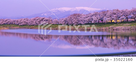 韮神堰、大河原町、一目千本桜、白石川 35022160