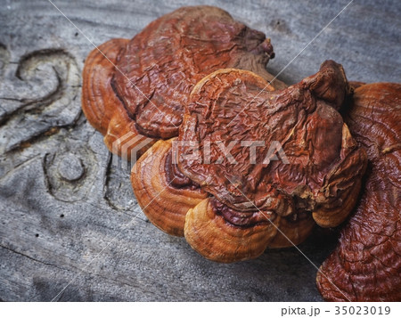 Ganoderma Lucidum - Ling Zhi Mushroom 35023019