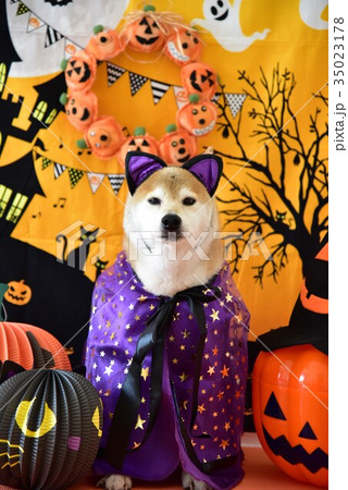 柴犬とハロウィン 35023178