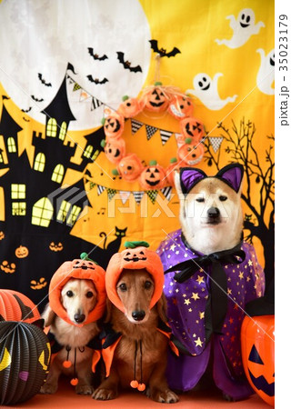 犬とハロウィン 35023179