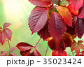 autumn leaves 35023424