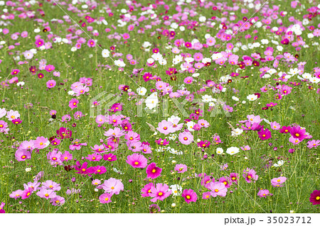 満開のコスモス畑 満開のコスモス畑 35023712