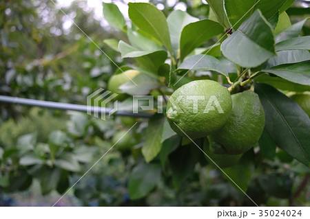 レモンの木 35024024