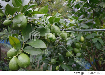 レモンの木 35024025
