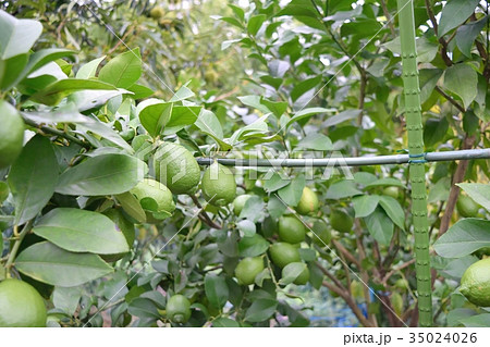 レモンの木 35024026