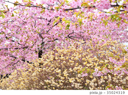 サクラとミツマタ-33566 35024319