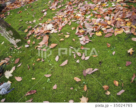 芝と枯葉 35024765